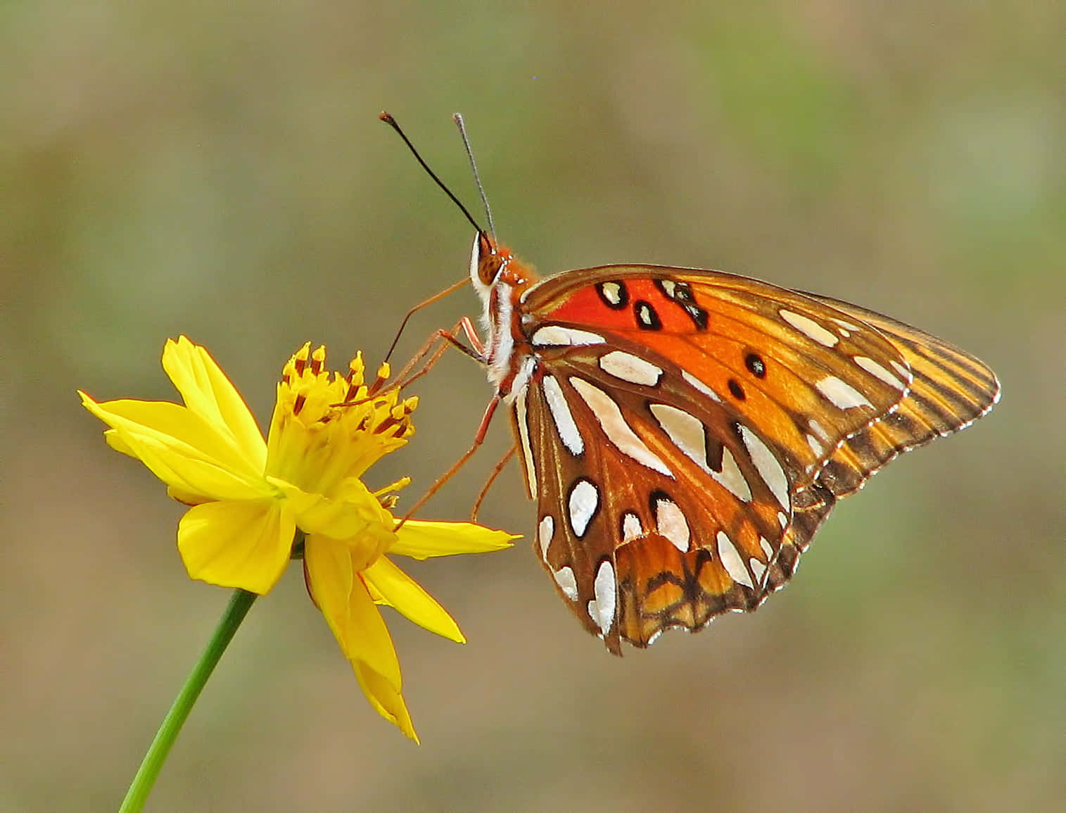 Fritillary Butterflyon Yellow Flower Wallpaper