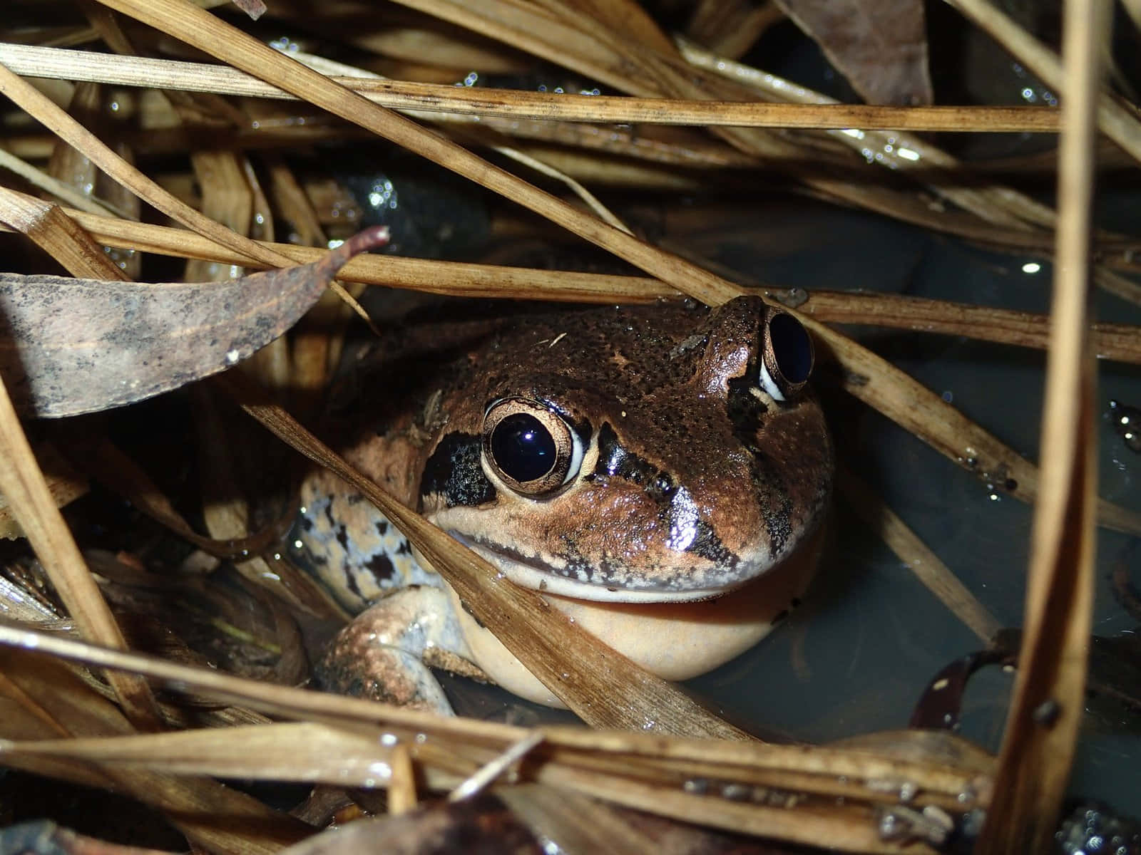 Frog Hiding Among Reeds.jpg Wallpaper