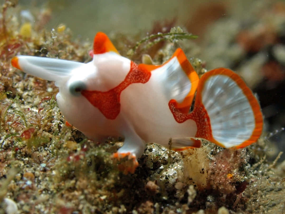 Frogfish Hiding On Coral Reefs Wallpaper