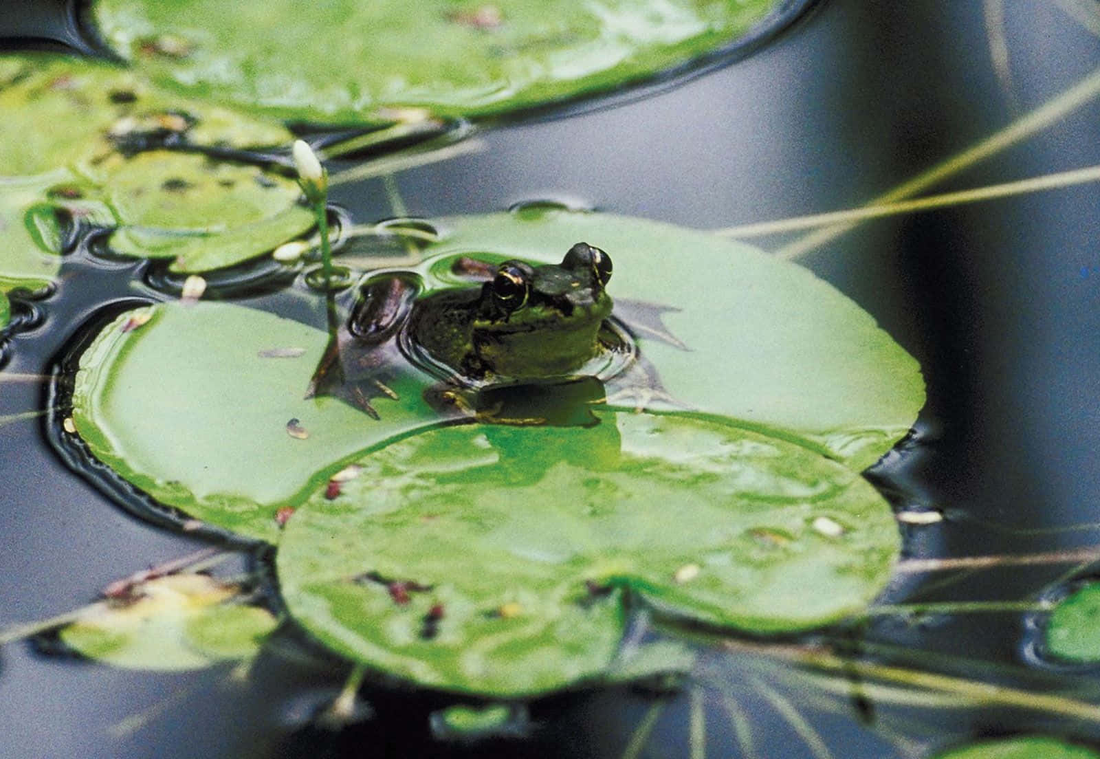 Frogon Lily Pad Pond Life.jpg Wallpaper