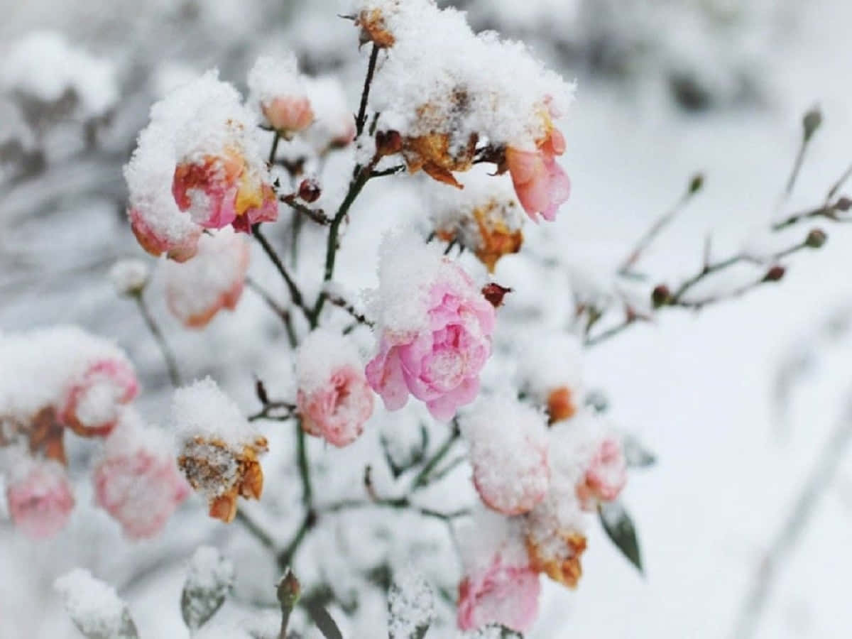 Frost-kissed Winter Blooms Wallpaper