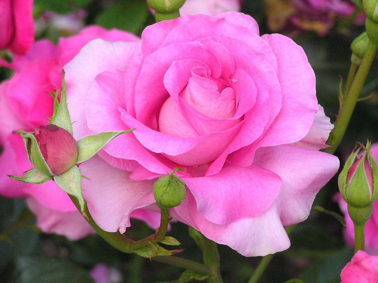 Full Bloom Pink Rose Flower Wallpaper