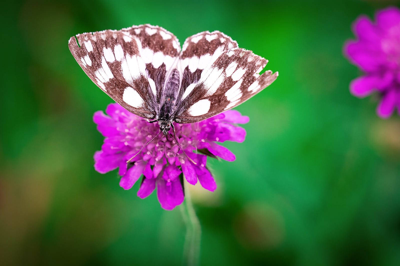 Full Hd Butterfly On Purple Flower Wallpaper