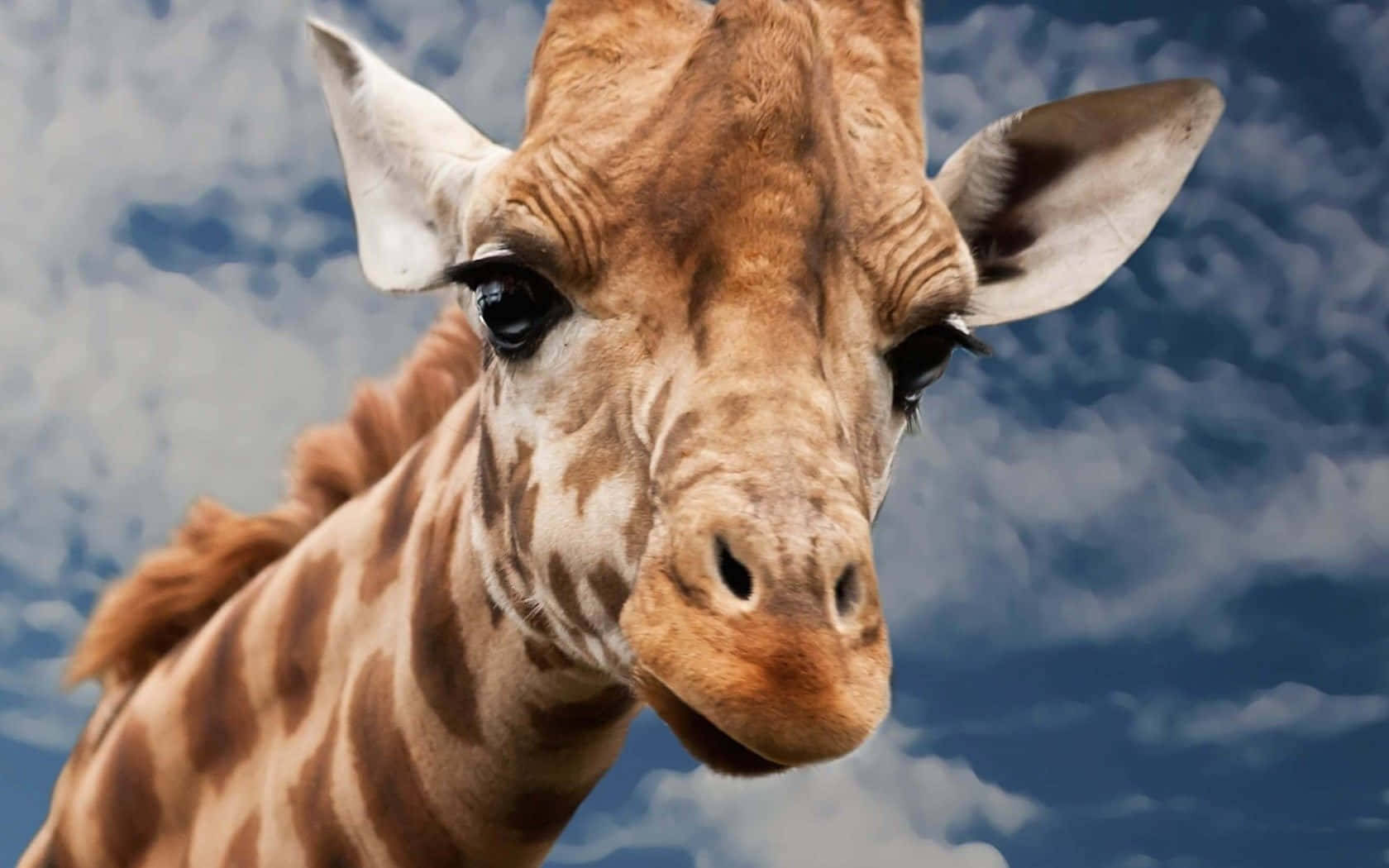 Fun And Fabulous: This Giraffe Is Up For Anything! Wallpaper