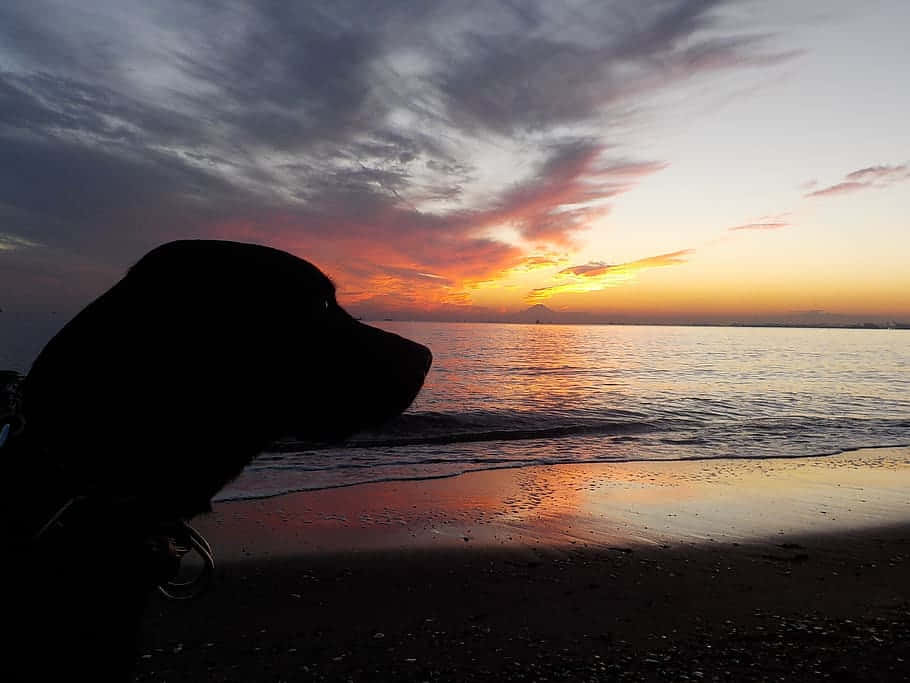 Fun In The Sun With Beach Dog Wallpaper