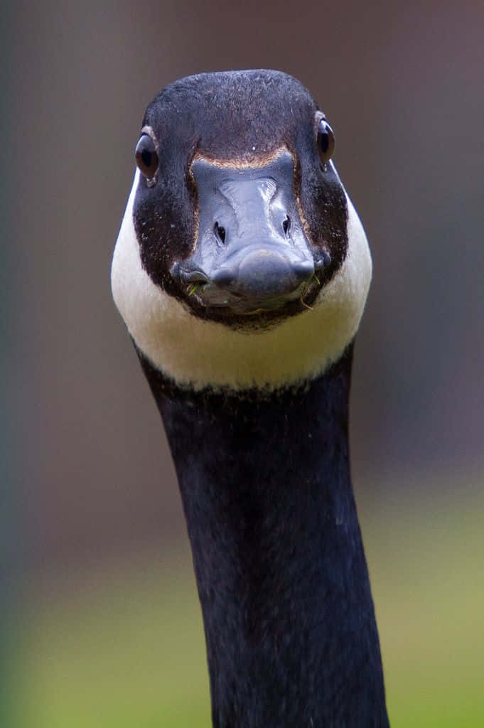 Funny Goose Black Head Stare Wallpaper