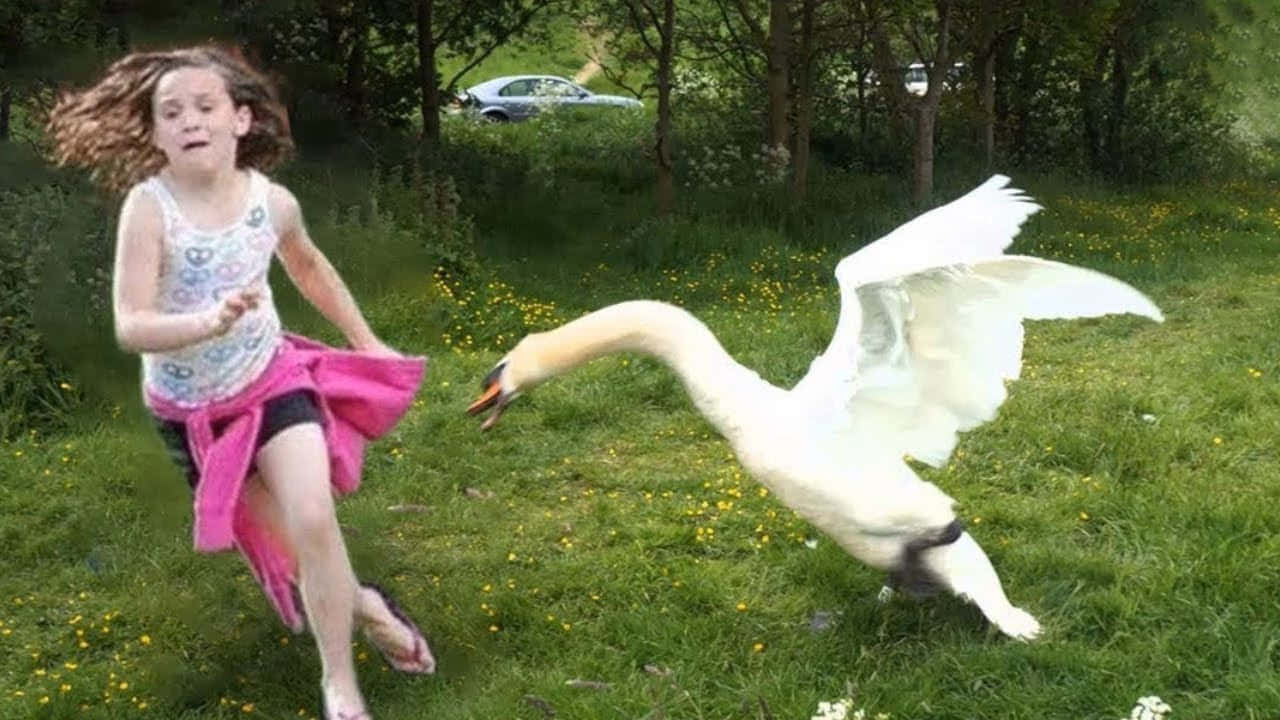 Funny Goose Chasing Girl Wallpaper