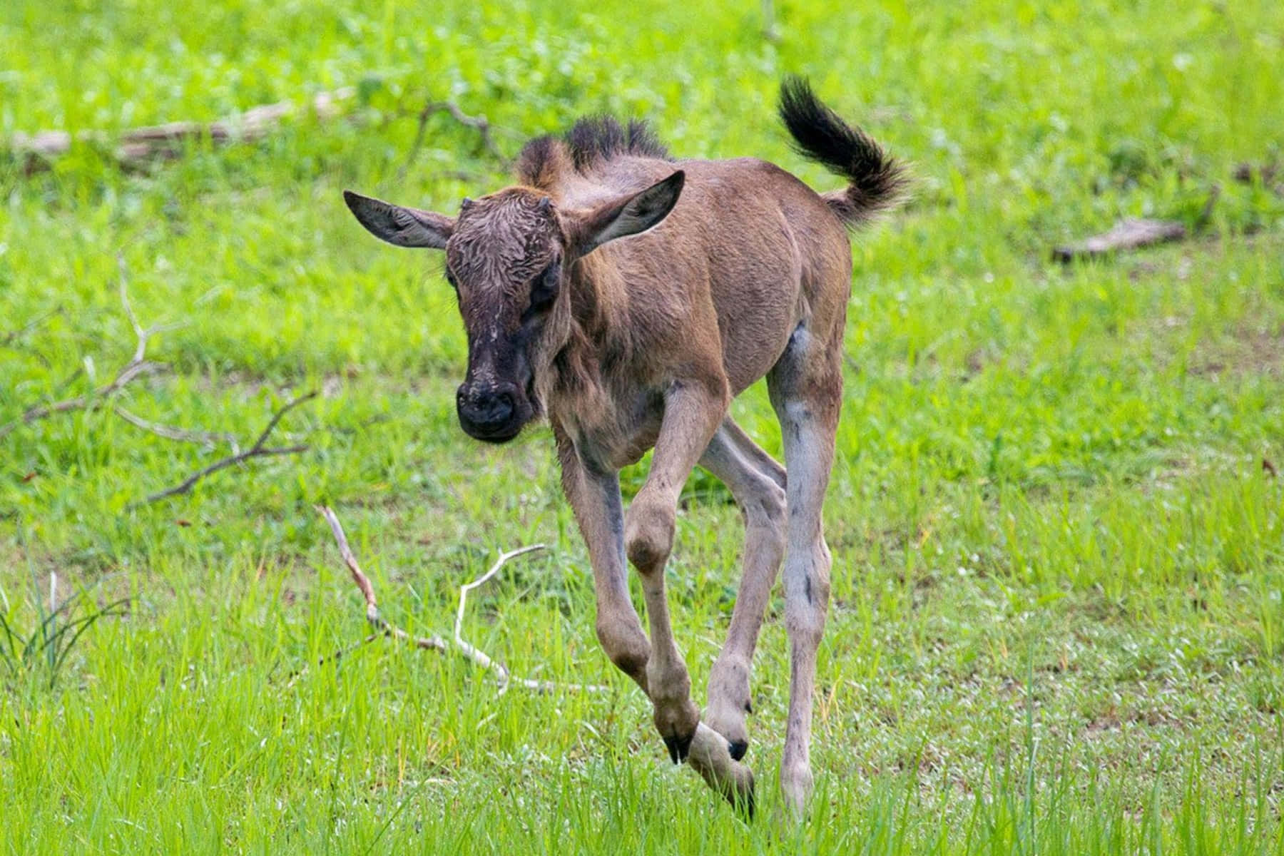 Galloping Wildebeest Calf Wallpaper