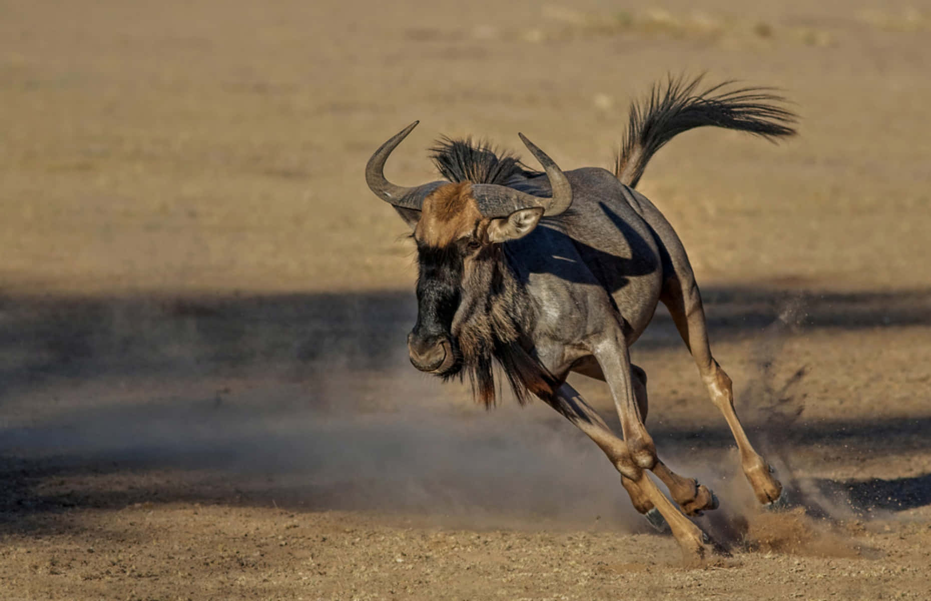 Galloping Wildebeestin Dust Wallpaper