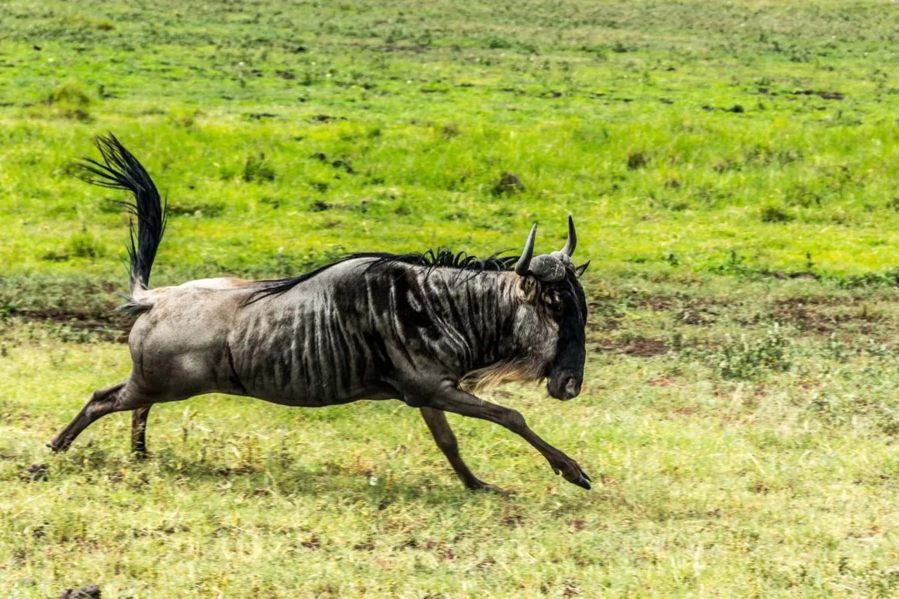 Galloping Wildebeestin Grassland.jpg Wallpaper