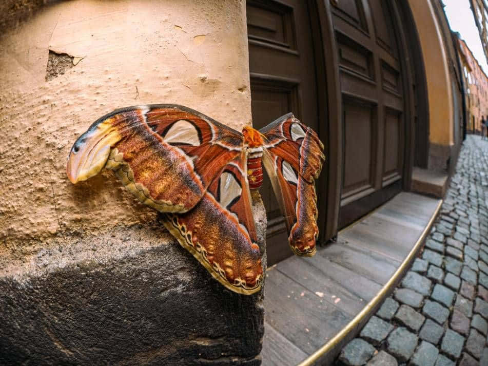 Gamla Stan Atlas Moth Wallpaper