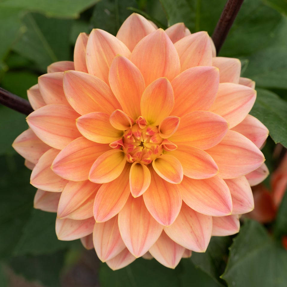 Garden Desire Dahlia Wallpaper