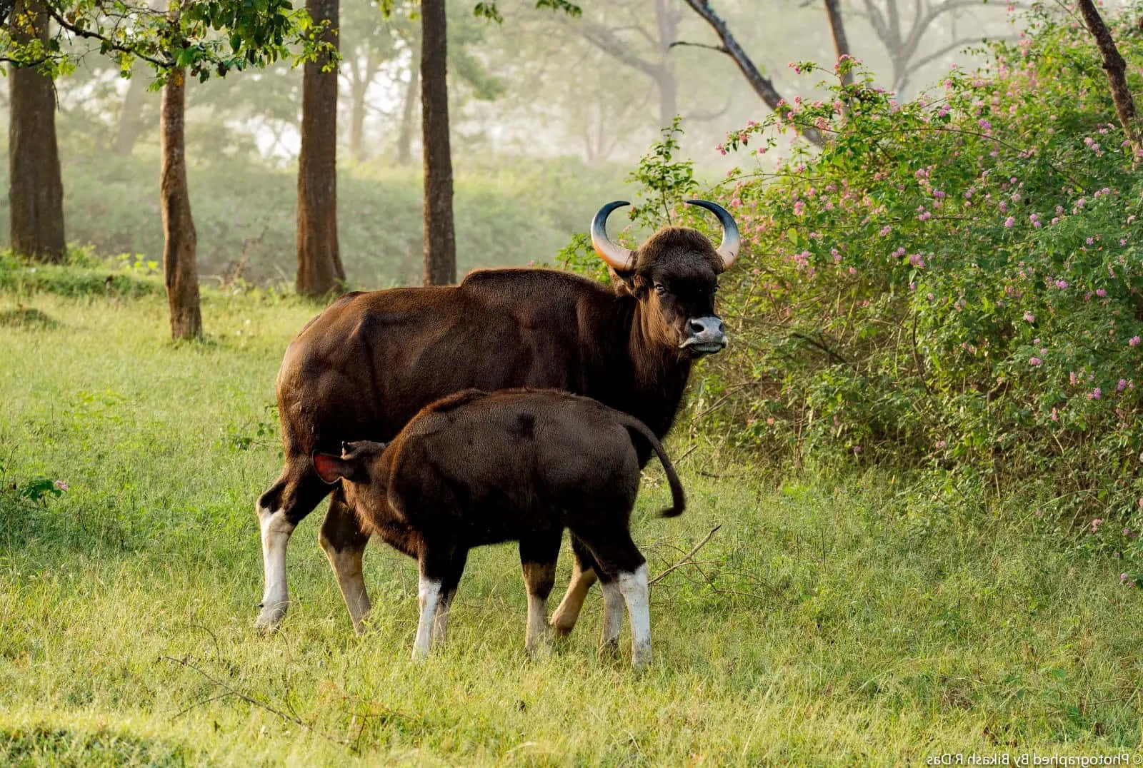 Gaur Familyin Natural Habitat Wallpaper