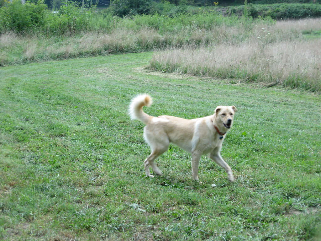 Gawky White Dog Wallpaper