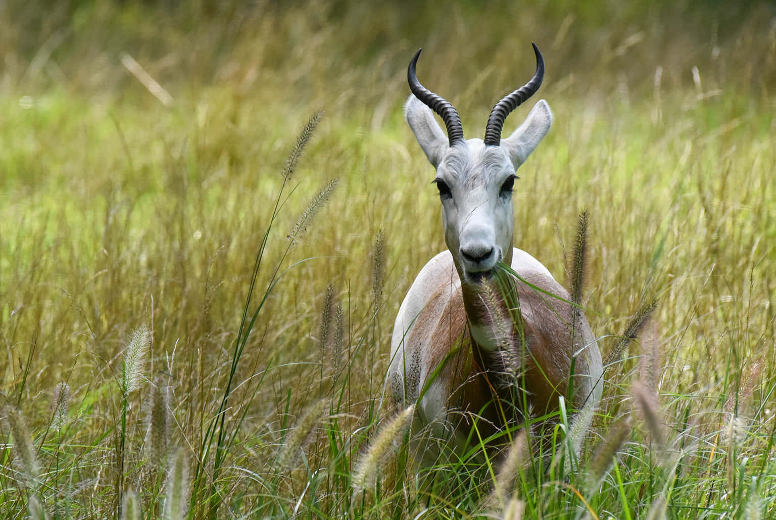 Gazelle Gracefully Grazing Wallpaper