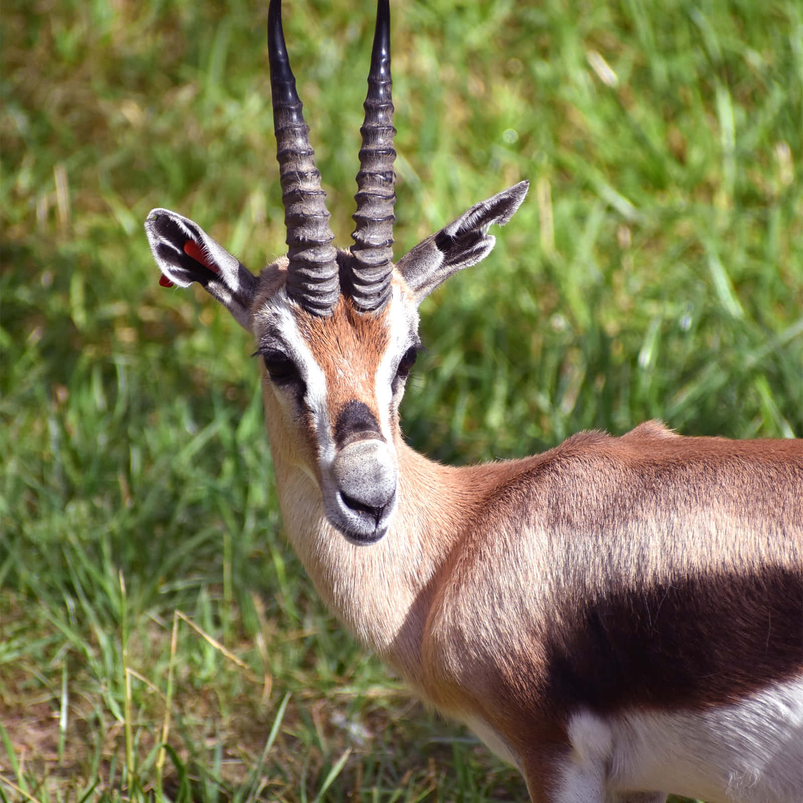 Gazelle Portraitin Grassland Wallpaper