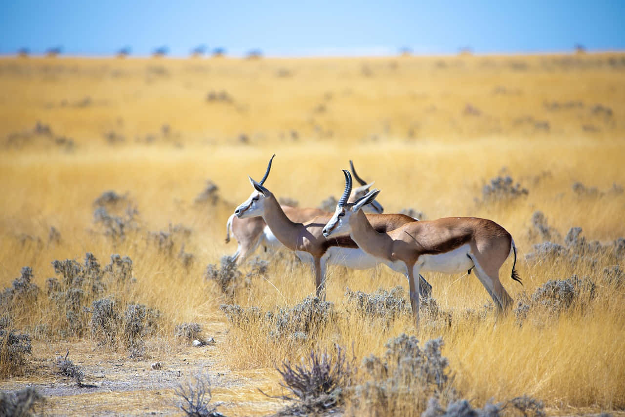 Gazellesin Savannah Grassland Wallpaper