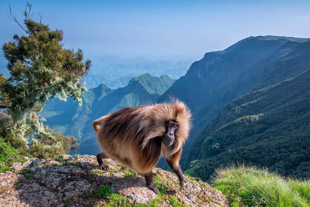 Gelada_ Monkey_ Mountain_ Viewpoint Wallpaper