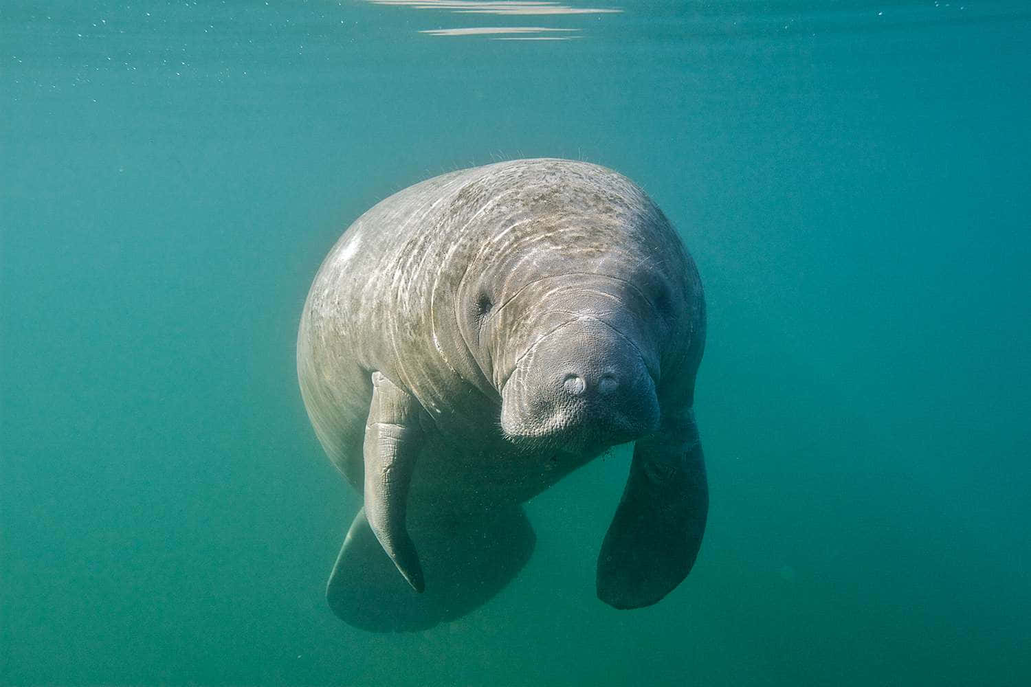 Gentle Manatee Underwater.jpg Wallpaper