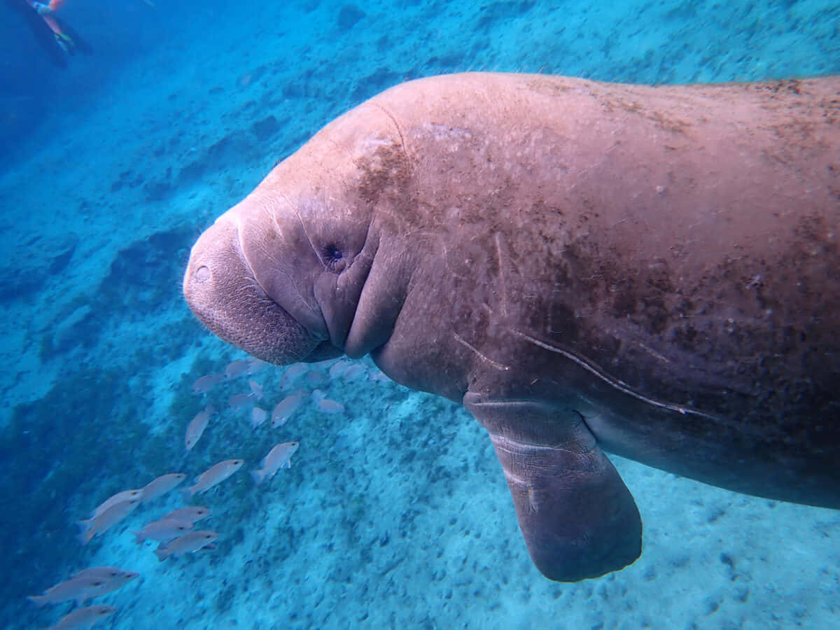 Gentle_ Manatee_ Underwater.jpg Wallpaper