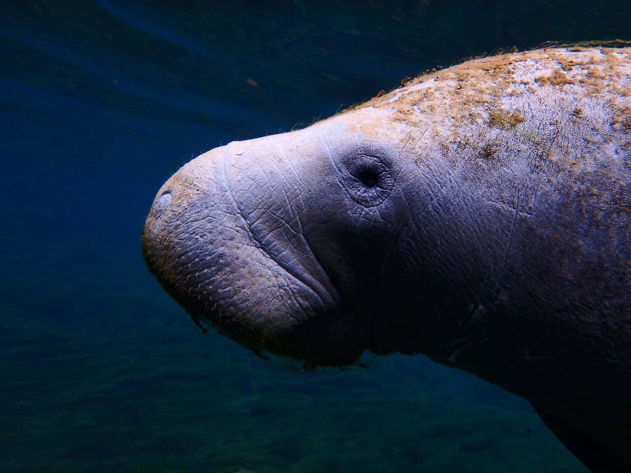 Gentle Manatee Underwater Wallpaper