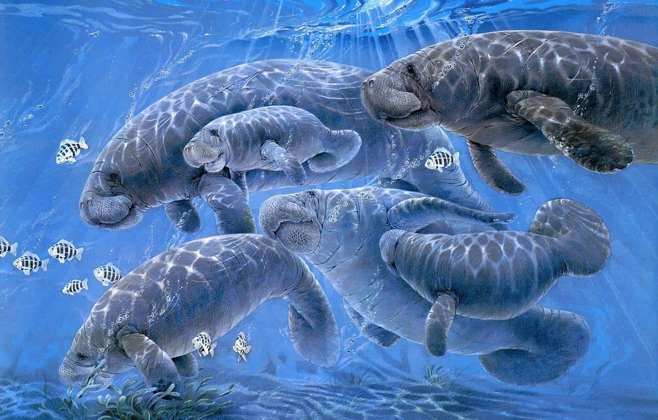 Gentle_ Manatees_ Underwater Wallpaper