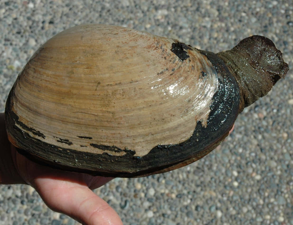 Geoduck Clam Closeup Wallpaper