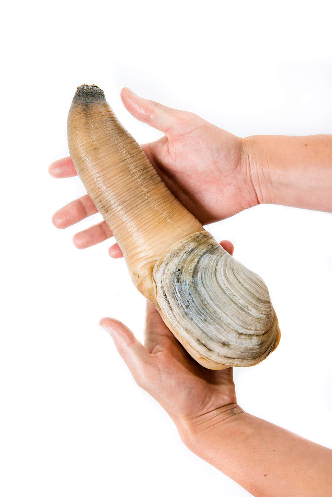 Geoduck Clam Heldin Hand Wallpaper