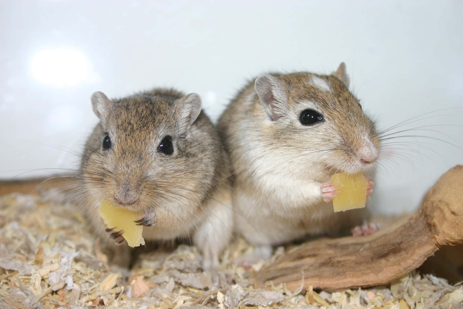 Gerbils Enjoying Snacks Wallpaper