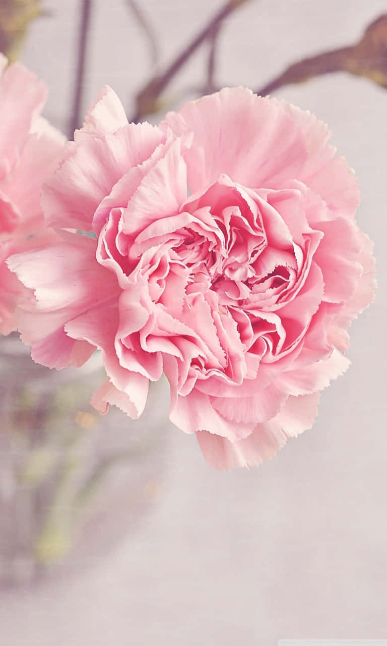 Get A Spring-inspired Look With A Light Pink Floral Iphone! Wallpaper