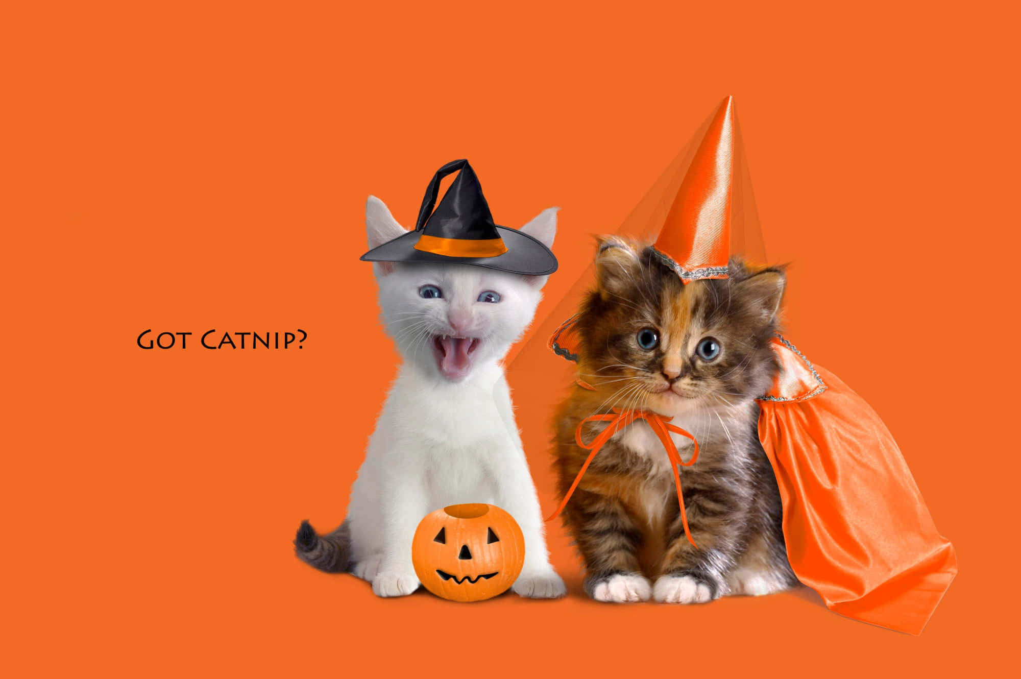 Get Creative This Halloween With Costumes For Your Furry Friend Wallpaper