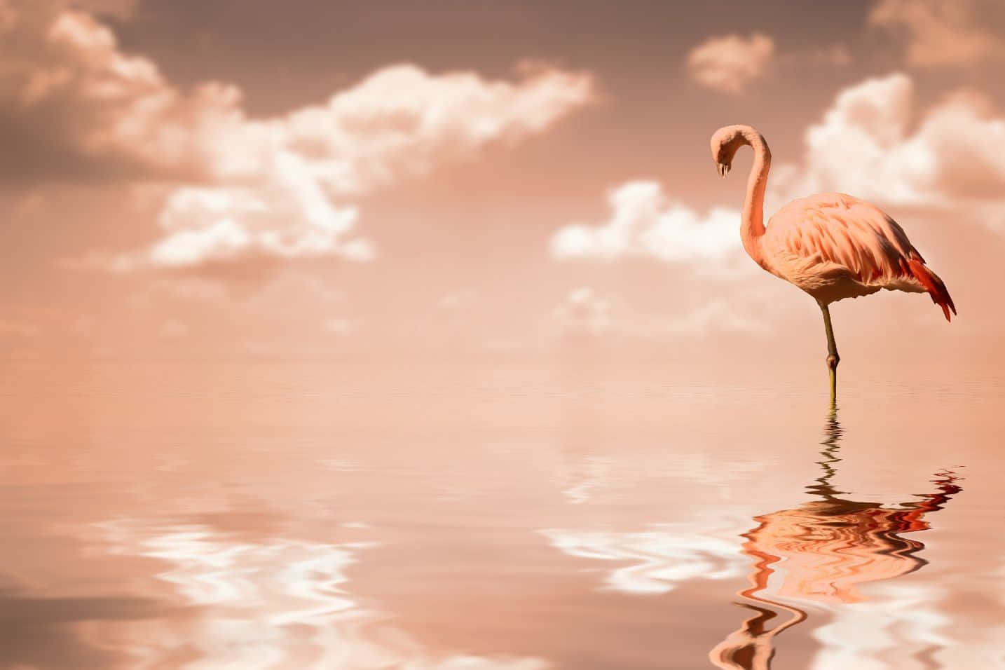 Get Creative With Flamingo Laptop Wallpaper