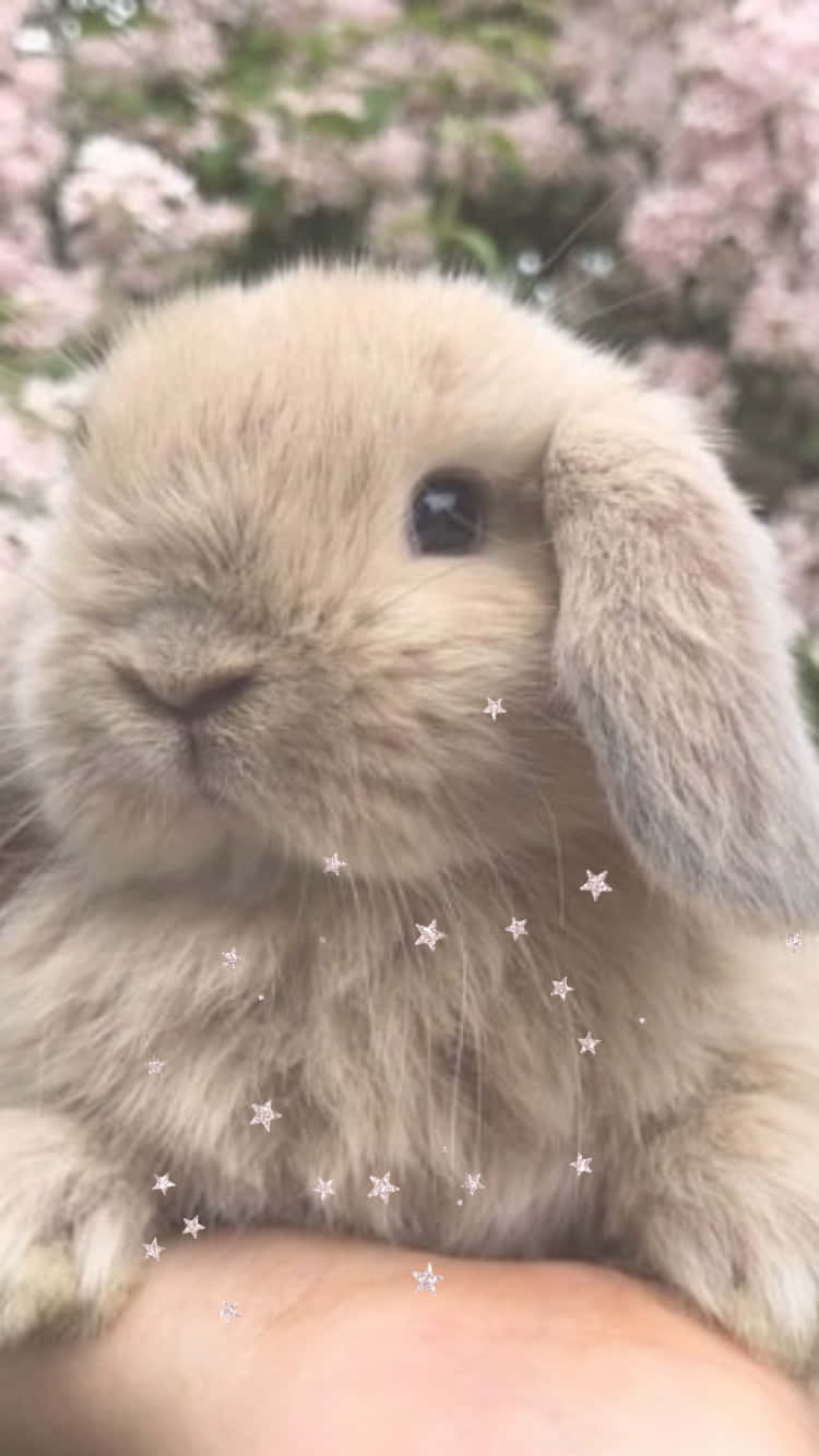 Get Cute Bunny Loving Vibes With This Iphone! Wallpaper