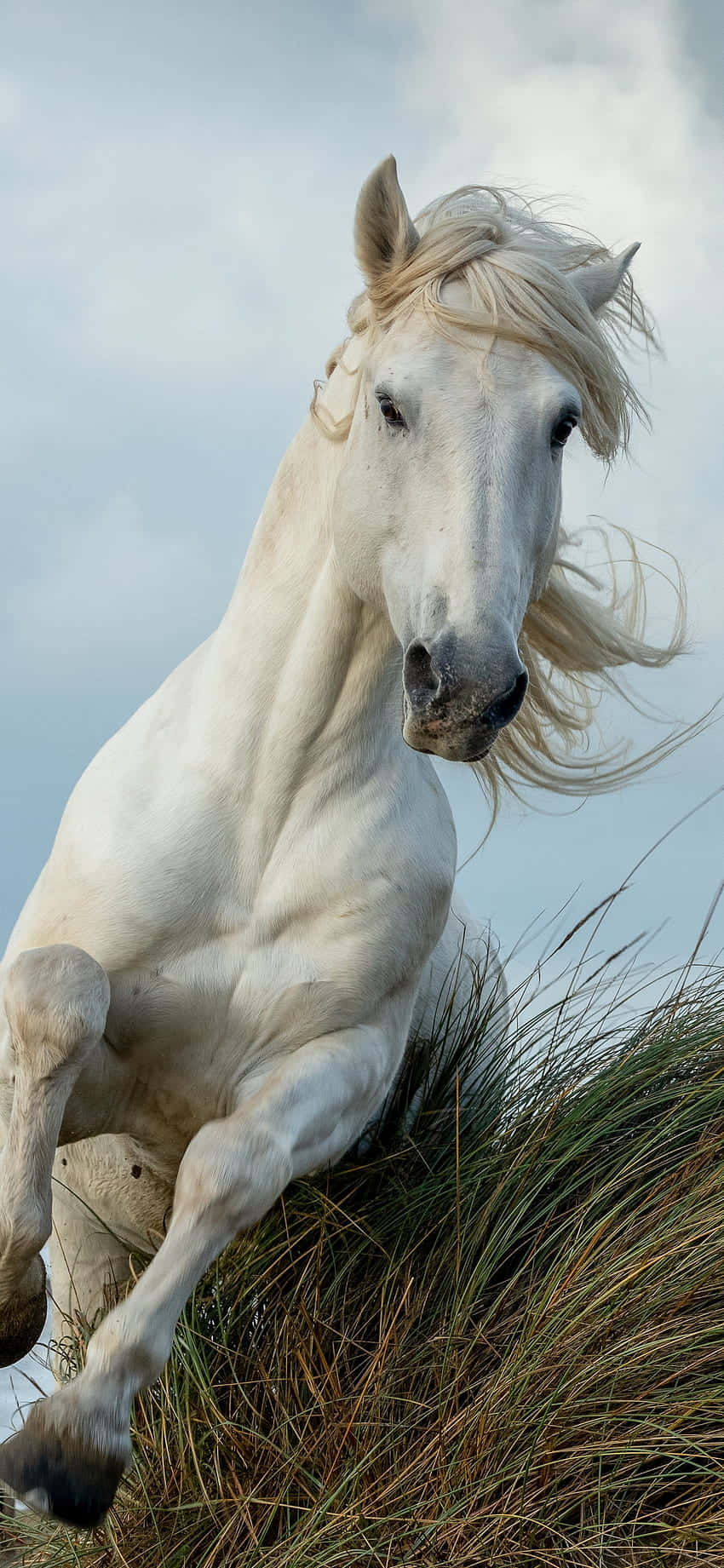 Get Horsepower And Beauty With The Beautiful Horse Iphone Wallpaper