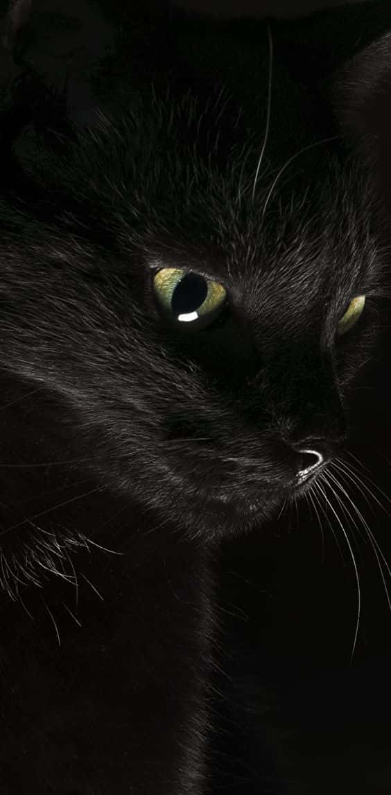 Get In The Halloween Spirit With This Spooky Black Cat Wallpaper