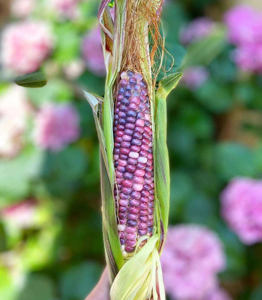 Get 'kernel From Nature With Purple Corn Wallpaper