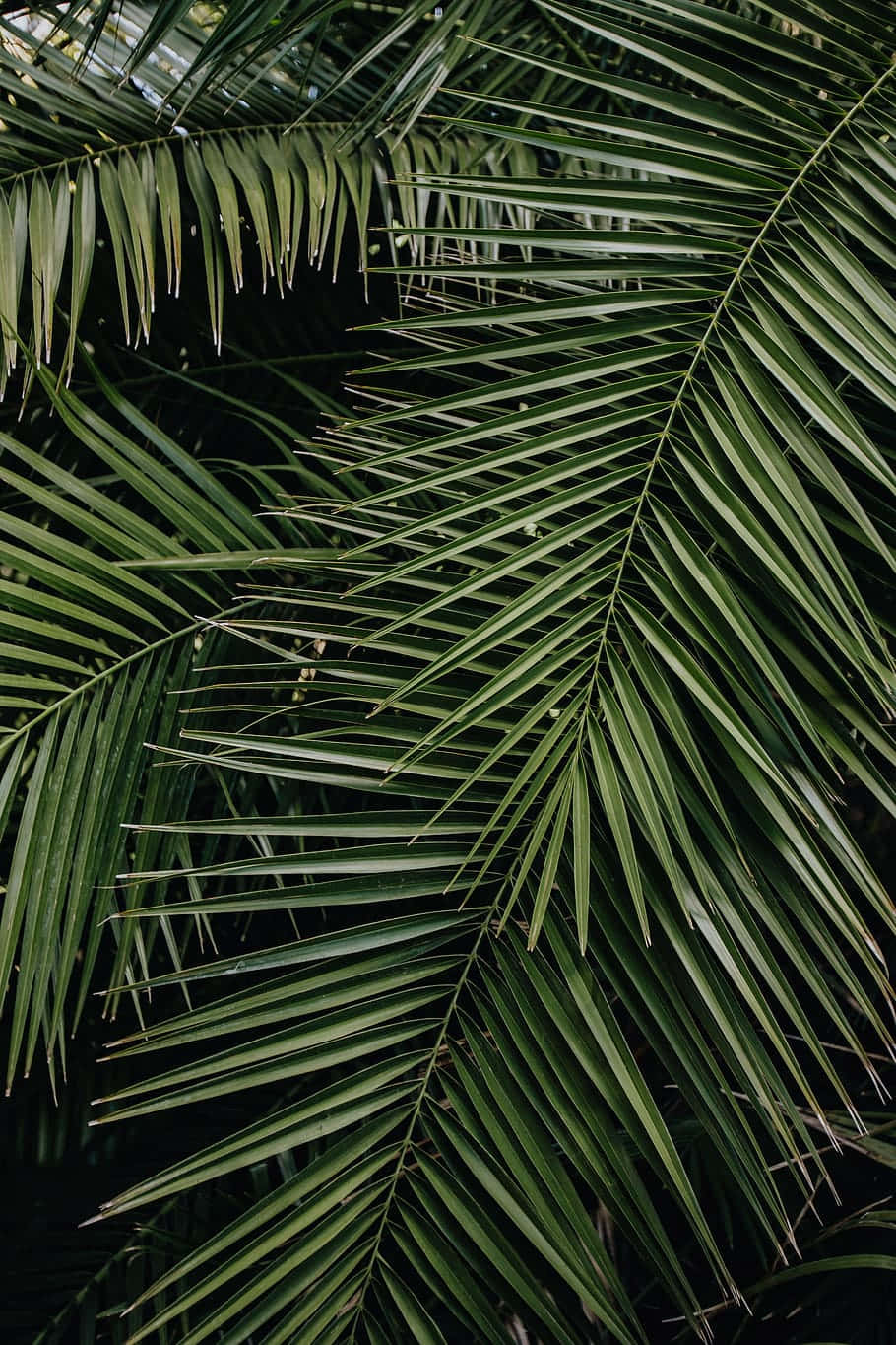 Get Lost In The Beauty Of The Tropics With Tropical Leaves Desktop Wallpaper