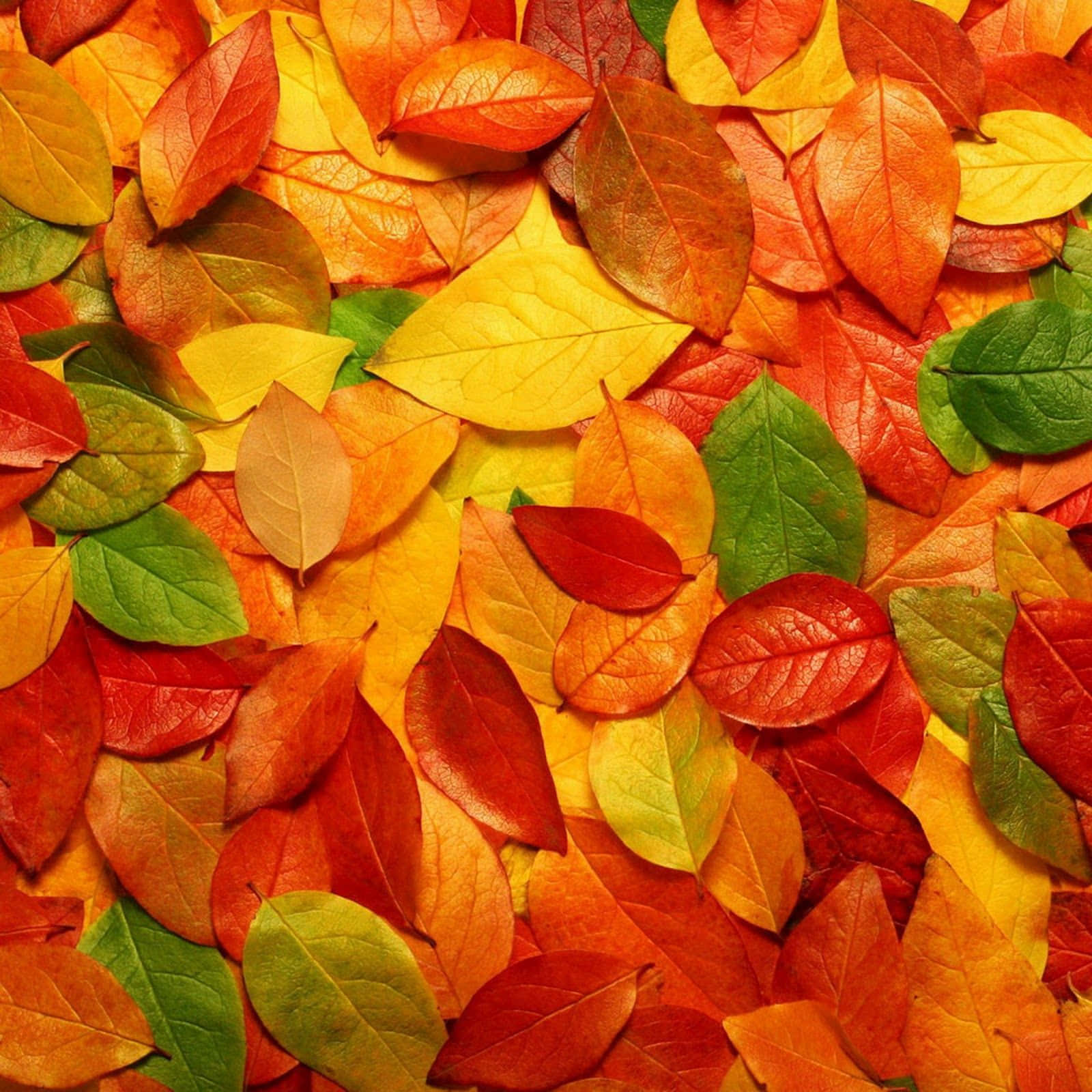 Get Ready For Fall With The Ipad Wallpaper