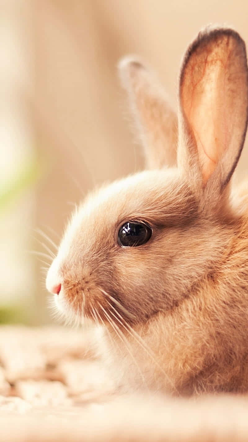 Get Ready For Spring With A Cute Bunny Iphone Wallpaper