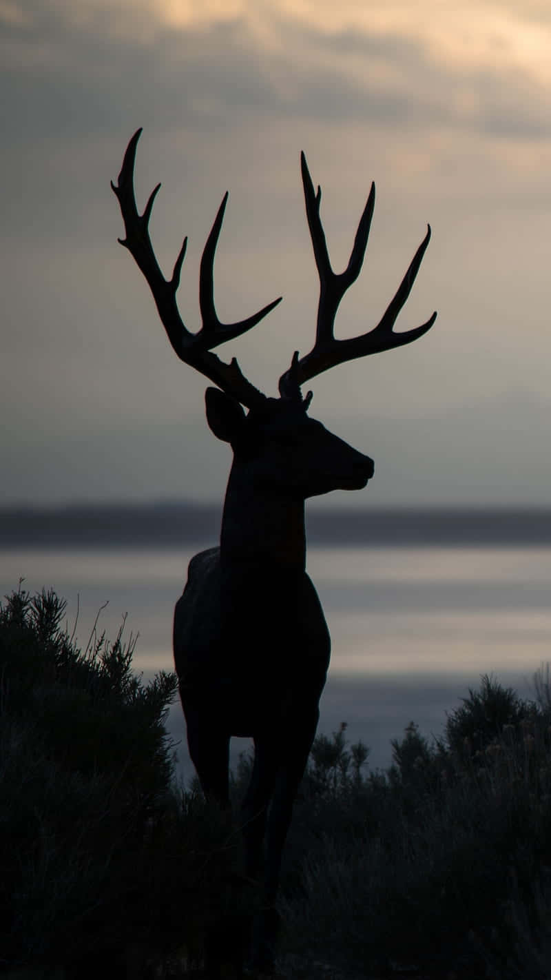 Get The Latest Hunting Technology With The Hunting Phone Wallpaper