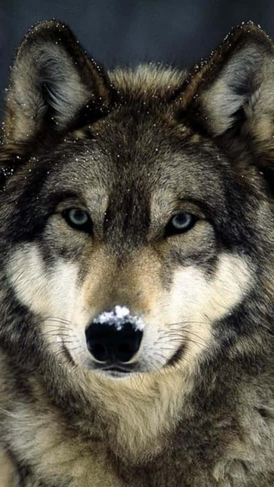 Get Your Wolf Phone And Make Your Life Easier Today Wallpaper