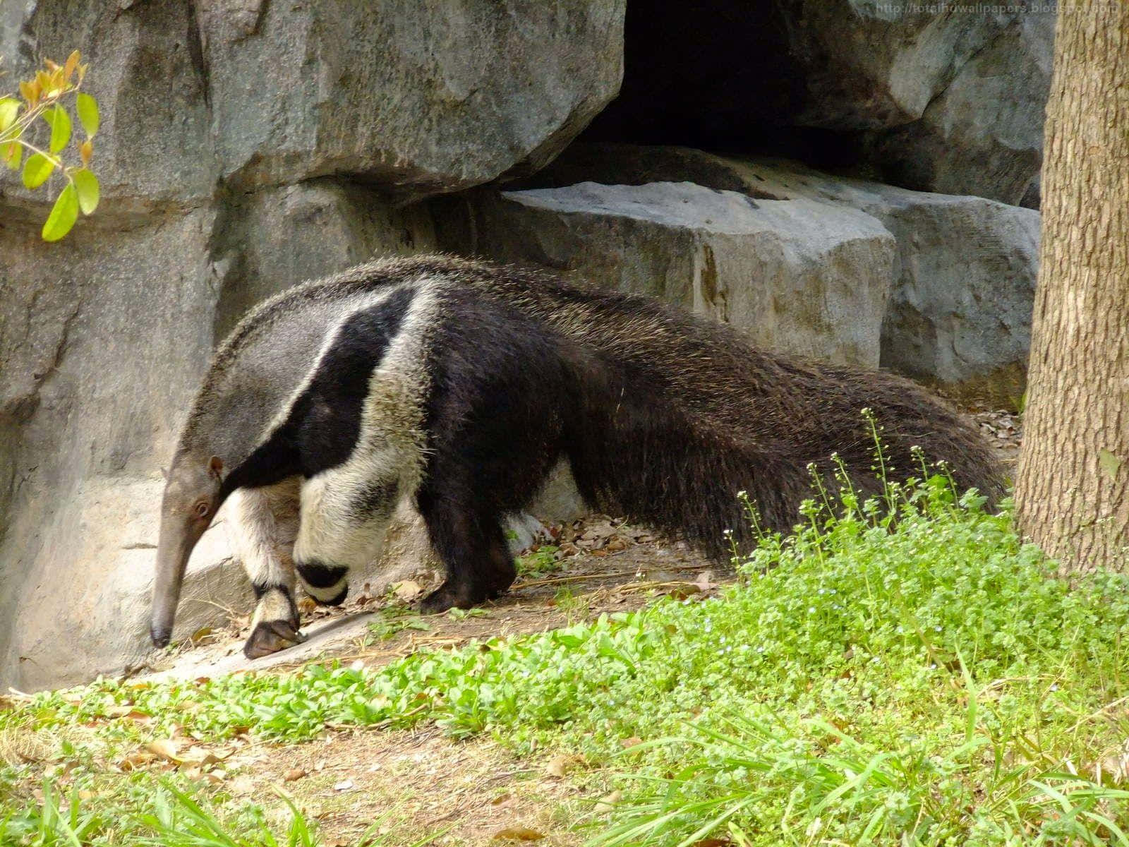 Giant Anteater Outdoors Wallpaper