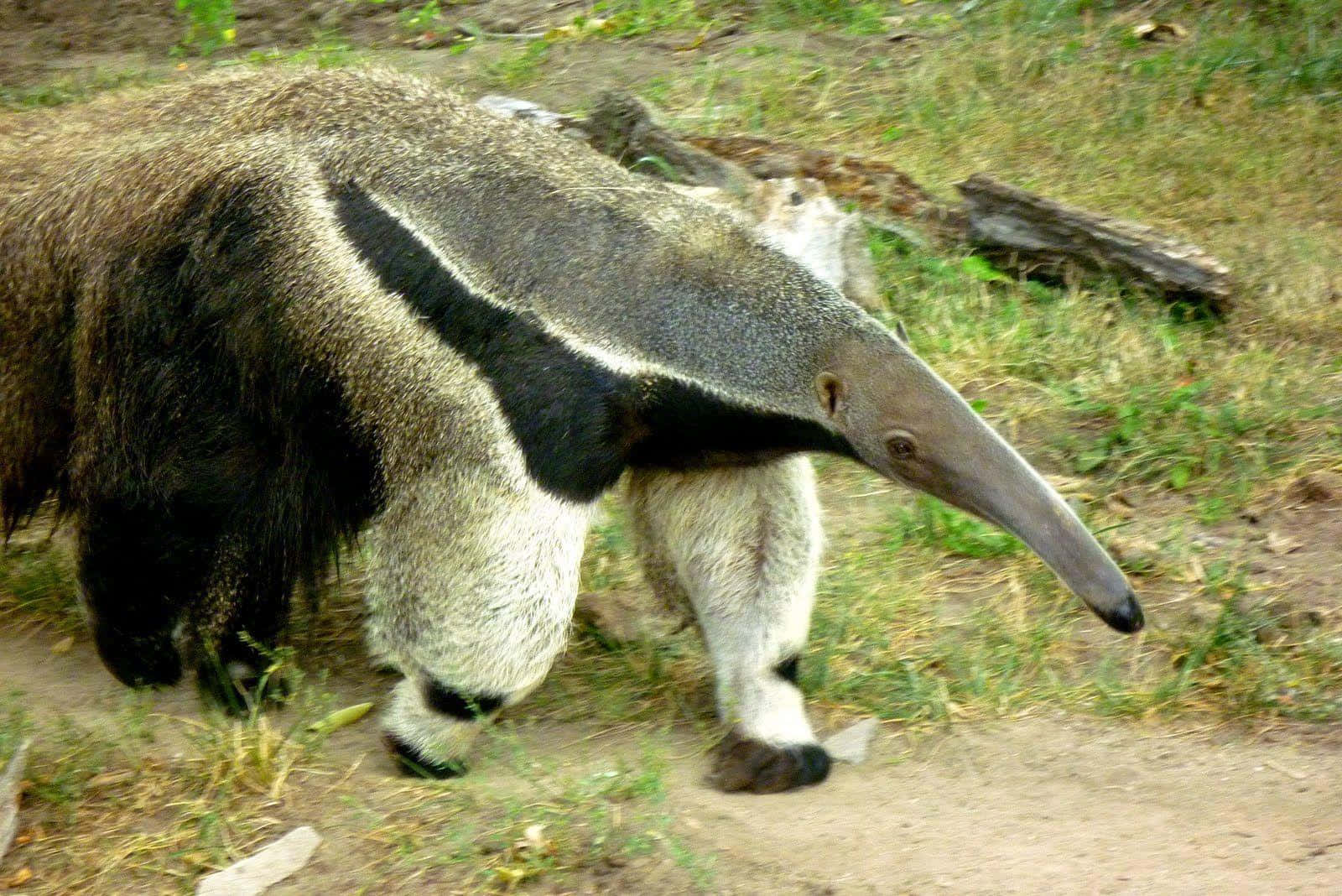 Giant Anteater Walking Outdoors.jpg Wallpaper