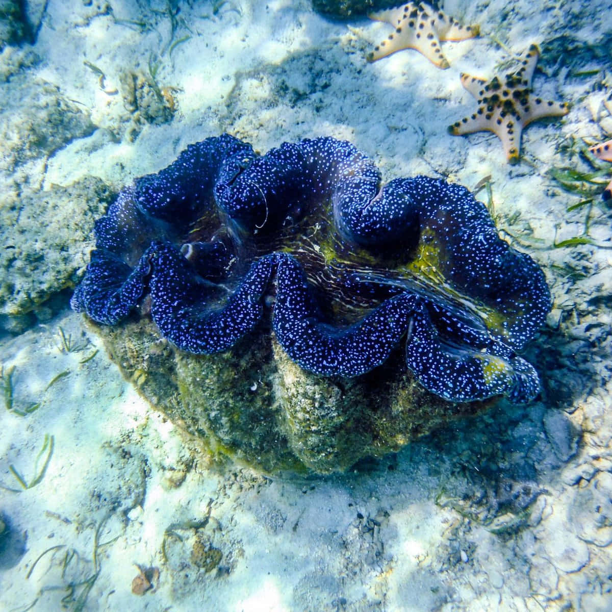 Giant Clam In Its Natural Habitat Wallpaper