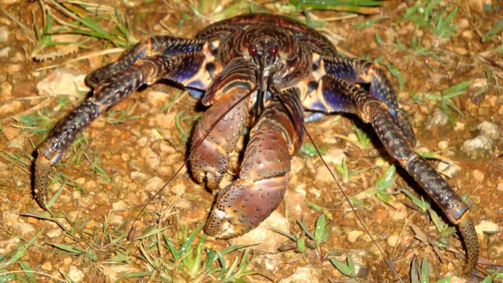 Giant_ Coconut_ Crab_ In_ Habitat.jpg Wallpaper