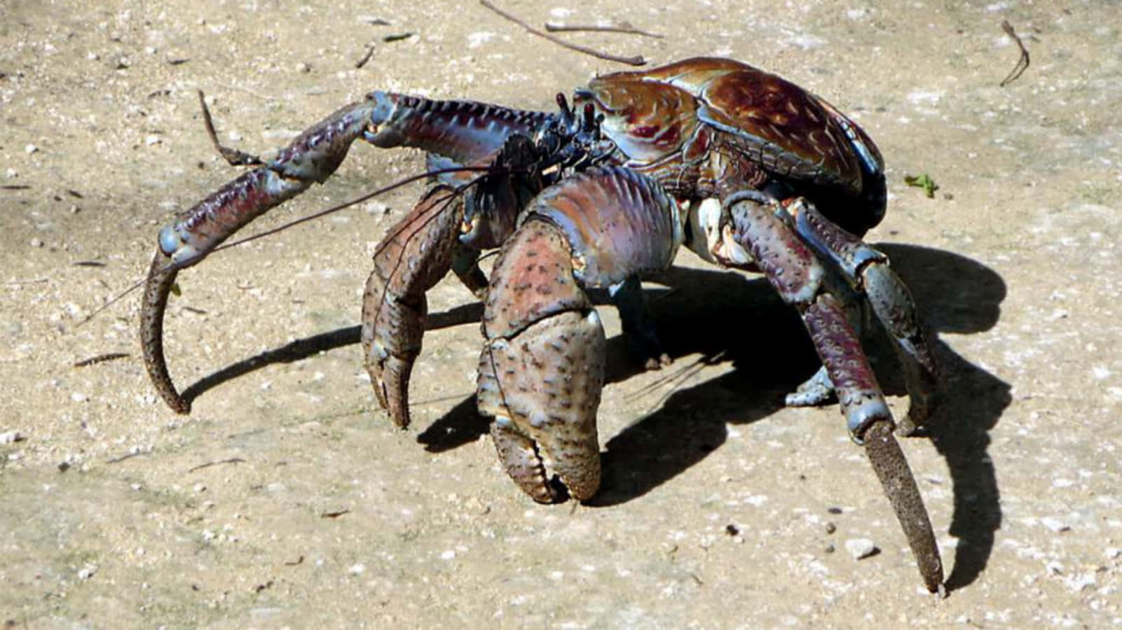 Giant Coconut Crab On Land Wallpaper