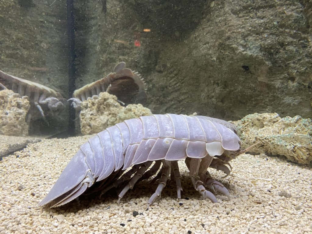 Giant Isopod Aquarium Display Wallpaper