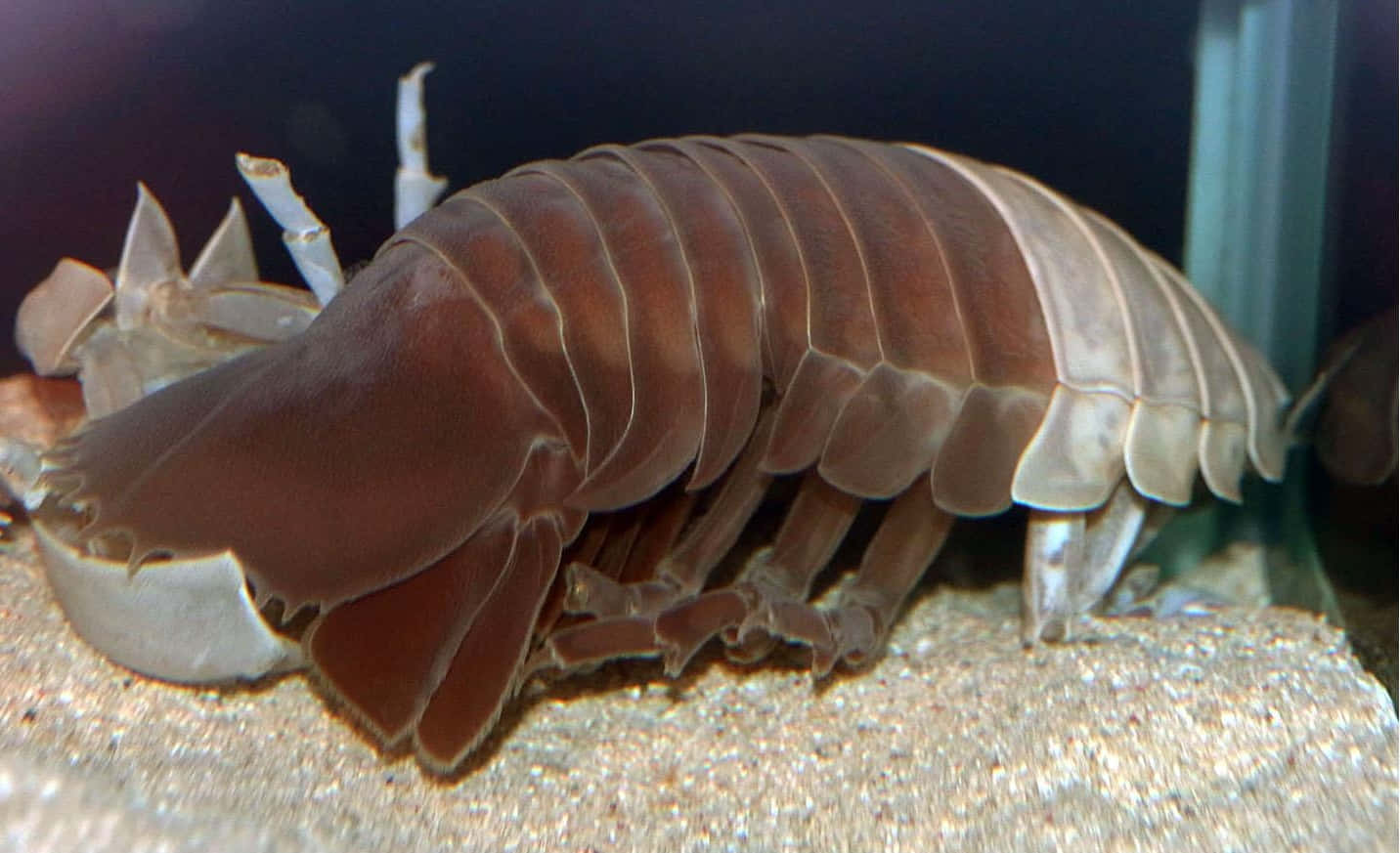 Giant Isopod Aquatic Crustacean Wallpaper