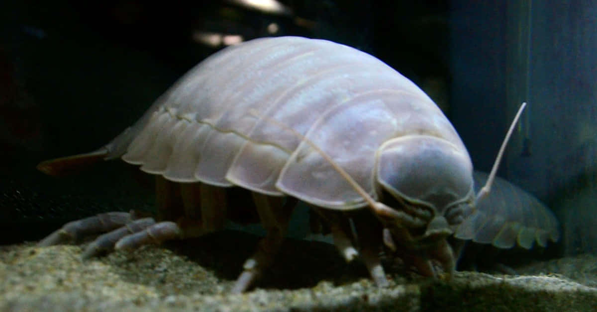 Giant Isopod Aquatic Crustacean Wallpaper