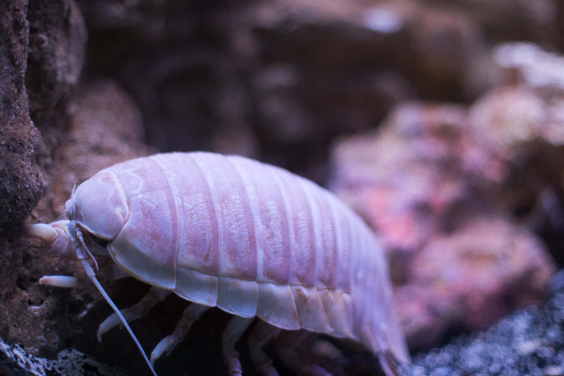 Giant Isopod Closeup Wallpaper